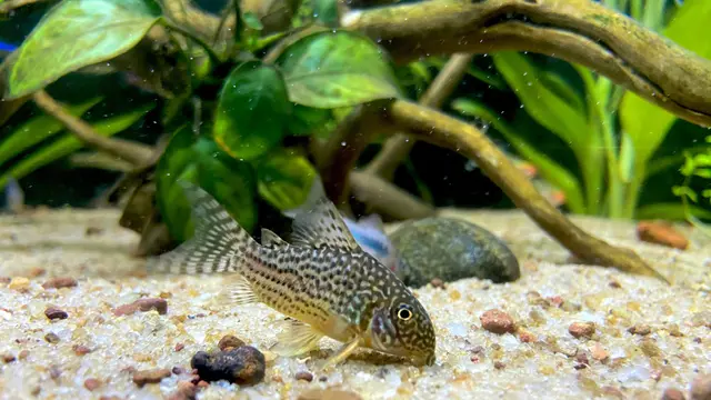 Ilustrasi Corydoras Catfish/Photo by Indula Chanaka on Unsplash