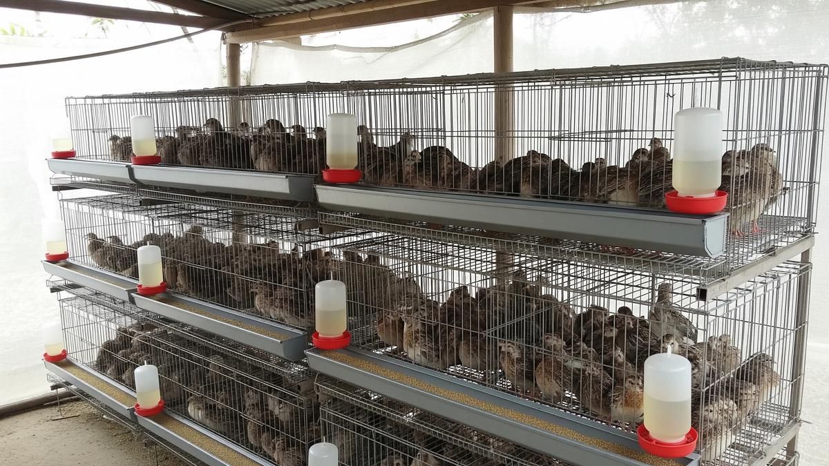 10 Jenis Ternak Hemat Pakan dan Biaya di Lahan 2x2 Meter yang Cepat Menghasilkan