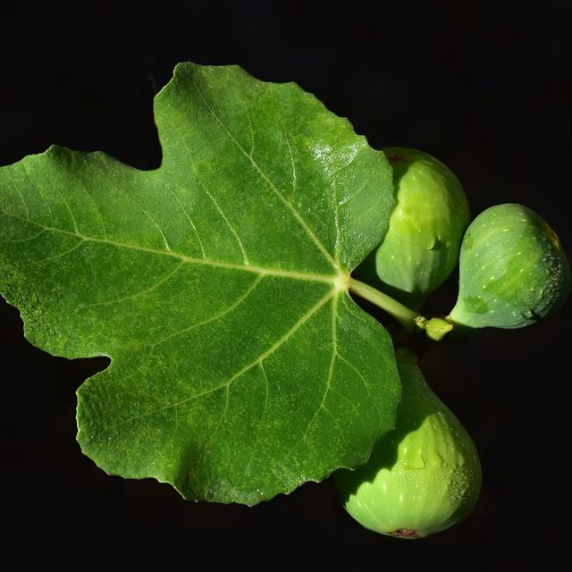 Inilah Manfaat Buah Tin Dan Daunnya 