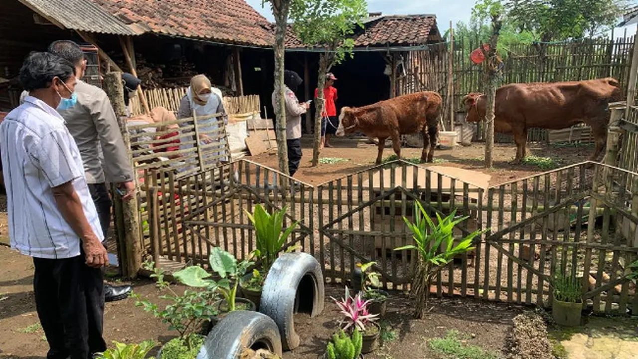 Suntik Massal Sapi Setelah Peternak Lesanpuro Kota Malang Lapor Wabah PMK Penyerang