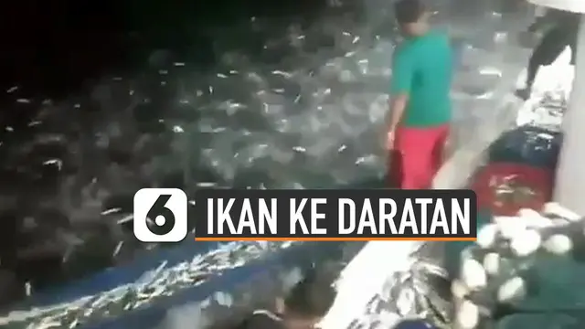 VIDEO: Viral Ribuan Ikan Naik Ke Daratan, Warga Berbondong-bondong Menangkapnya