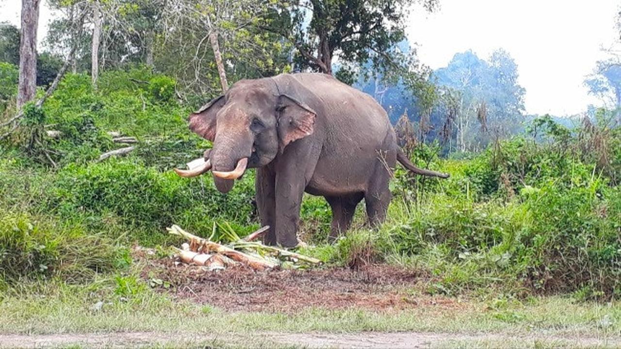 Gajah jinak yang didatangkan BBKSDA Riau untuk menangani gajah liar yang masuk kebun dan pemukiman masyarakat.