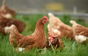 Cerita Haru Martin, Ayam Jantan yang Setia Tunggu Pemiliknya di Rumah Sakit