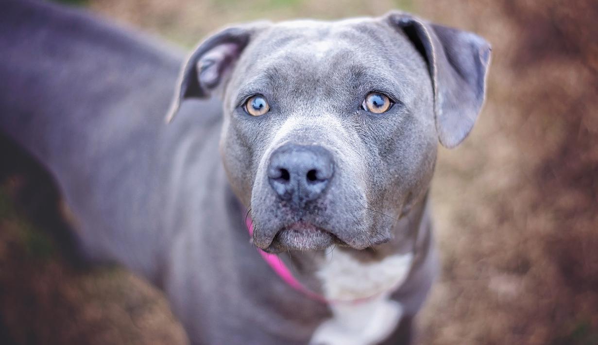 Paling Bagus 14+ Gambar Lucu Anjing Pitbul - Koleksi ...