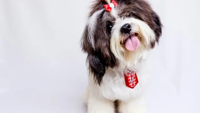 Shih Tzu