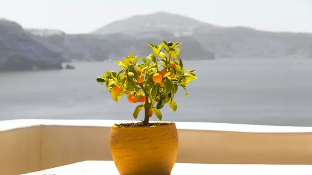 Ilustrasi Buah di Pot/Photo by Andreas M on Unsplash