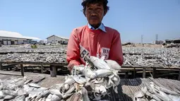 Pekerja memperlihatkan ikan asin  yang sedang dikeringkan di wilayah kampung nelayan Muara Angke, Jakarta, Senin (3/8/2015). Musim kemarau membuat produksi ikan asin di daerah tersebut meningkat 50 persen. (Liputan6.com/Faizal Fanani)