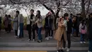 Pengunjung berpose di bawah bunga sakura selama Festival Bunga Musim Semi Yeouido di Seoul, Korea Selatan pada 7 April 2019. Festival ini merupakan festival Cherry Blossom tahunan terbesar yang diselenggarakan pada musim semi di Kota Seoul. (Photo by Ed JONES / AFP)