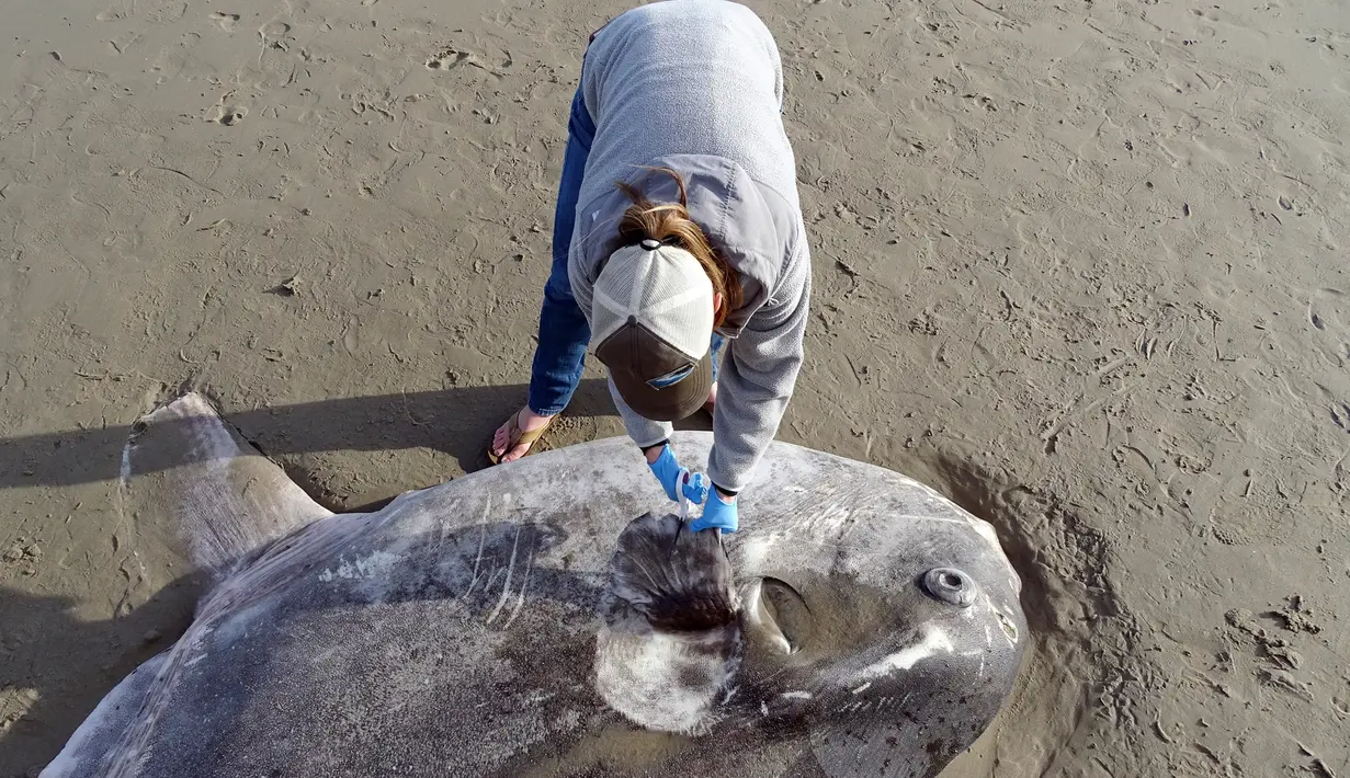 Seorang ahli konservasionis, Jessica Nielsen memeriksa hoodwinker sunfish yang terdampar di pantai Santa Barbara, California, (21/2). Ikan sebesar 2,1 meter pertama kali muncul di halaman Facebook Coal Oil Point. (Thomas Turner, UC Santa Barbara via AP)