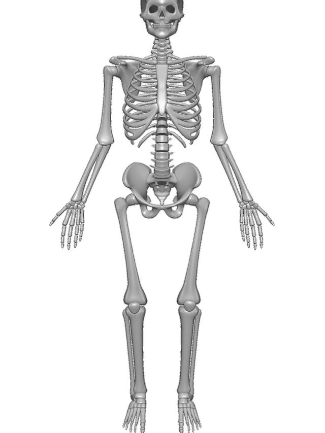 Tulang-tulang dalam tubuh manusia menyusun suatu sistem