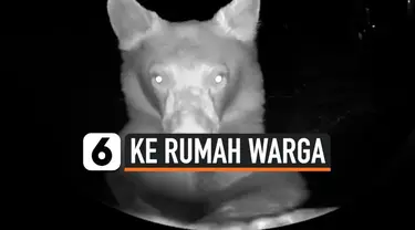 BERUANG BERTAMU KE RUMAH WARGA, SAMPAI BUNYIKAN BEL