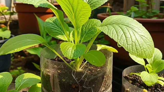 Cara Menanam Sawi Hijau di Botol Bekas yang Mudah Dirawat. (AI Generated)