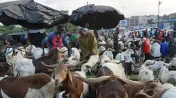 Calon pembeli memilih domba untuk perayaan Idul Adha di sebuah pasar kawasan Abidjan, Pantai Gading, Jumat (17/8). Dalam Perayaan Idul Adha, umat islam di seluruh dunia akan menyembelih hewan ternak. (AFP/ISSOUF SANOGO)
