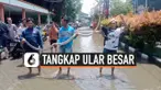 ular besar