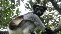 Lemur spesies Indri indri (wikimedia commons)