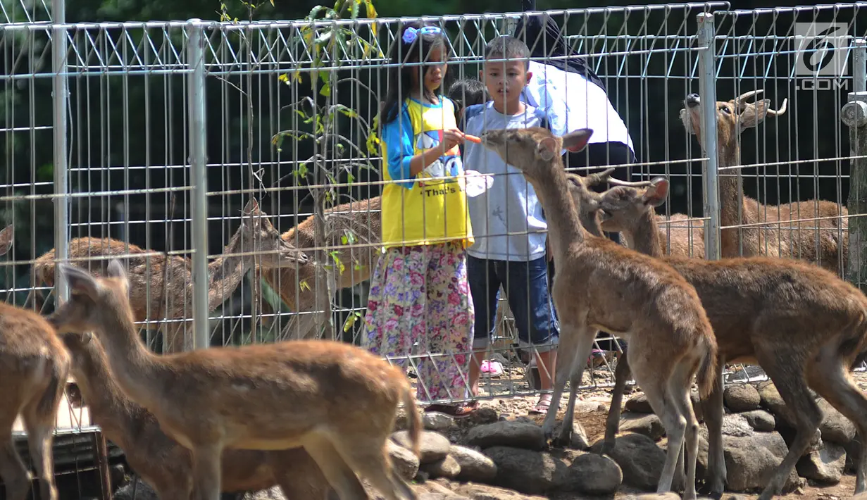 Anak-anak memberi makan rusa Jawa di penangkaran yang terletak di pintu masuk Perumahan BNR, Bogor, Jawa Barat, (19/6). Serlain gratis, pengunjung dapat memberi pendidikan lingkungan hidup kepada anak-anak. (Merdeka.com/Arie Basuki)