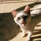 Ilustrasi Kucing (Photo by Huy Phan on Unsplash)