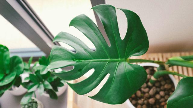 Tanaman monstera deliciosa