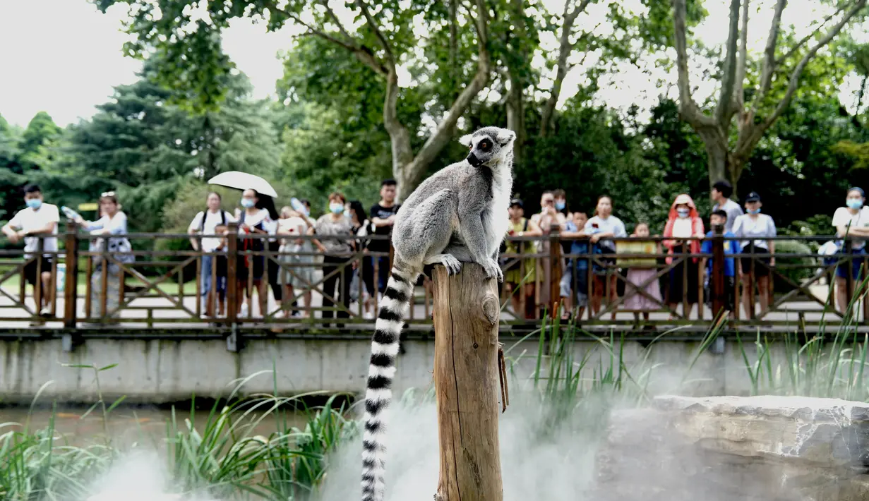 Seekor lemur ekor cincin bermain dalam semburan air di Kebun Binatang Shanghai di Shanghai, China timur (11/8/2020). Suhu tertinggi di Shanghai mencapai 35 derajat Celsius pada Selasa (11/8). (Xinhua/Zhang Jiansong)