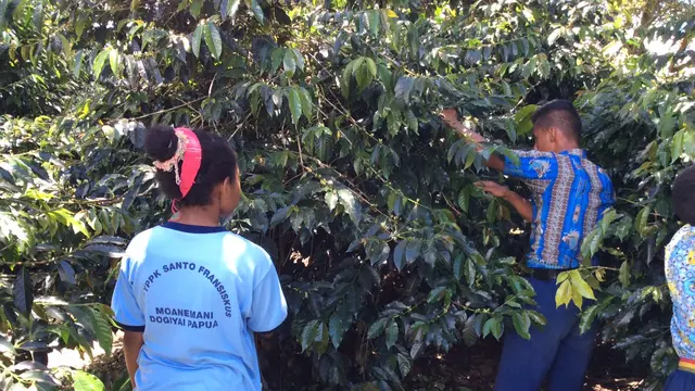 Kebangkitan Kopi-Kopi Dogiyai Papua