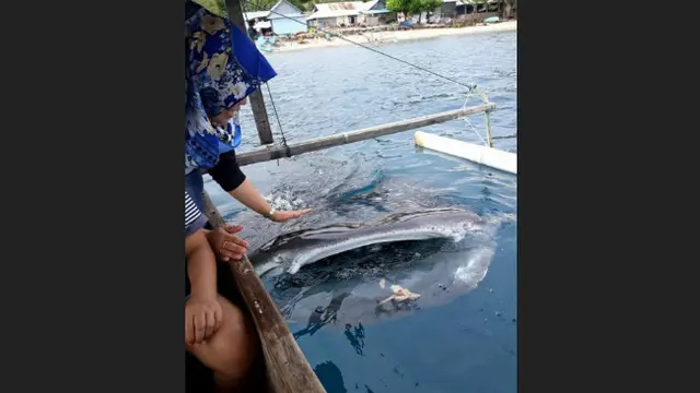 Wisata Hiu Paus di Gorontalo