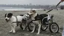Cabezon dan Pecas, anjing yang lumpuh di kursi roda berjalan di Pescadores pantai Chorrillos, Lima, (7/9/2015). Sara Moran memiliki tempat penampungan untuk anjing liar dan terluka akibat kecelakaan di Milagros Perrunos. ( REUTERS/Mariana Bazo)