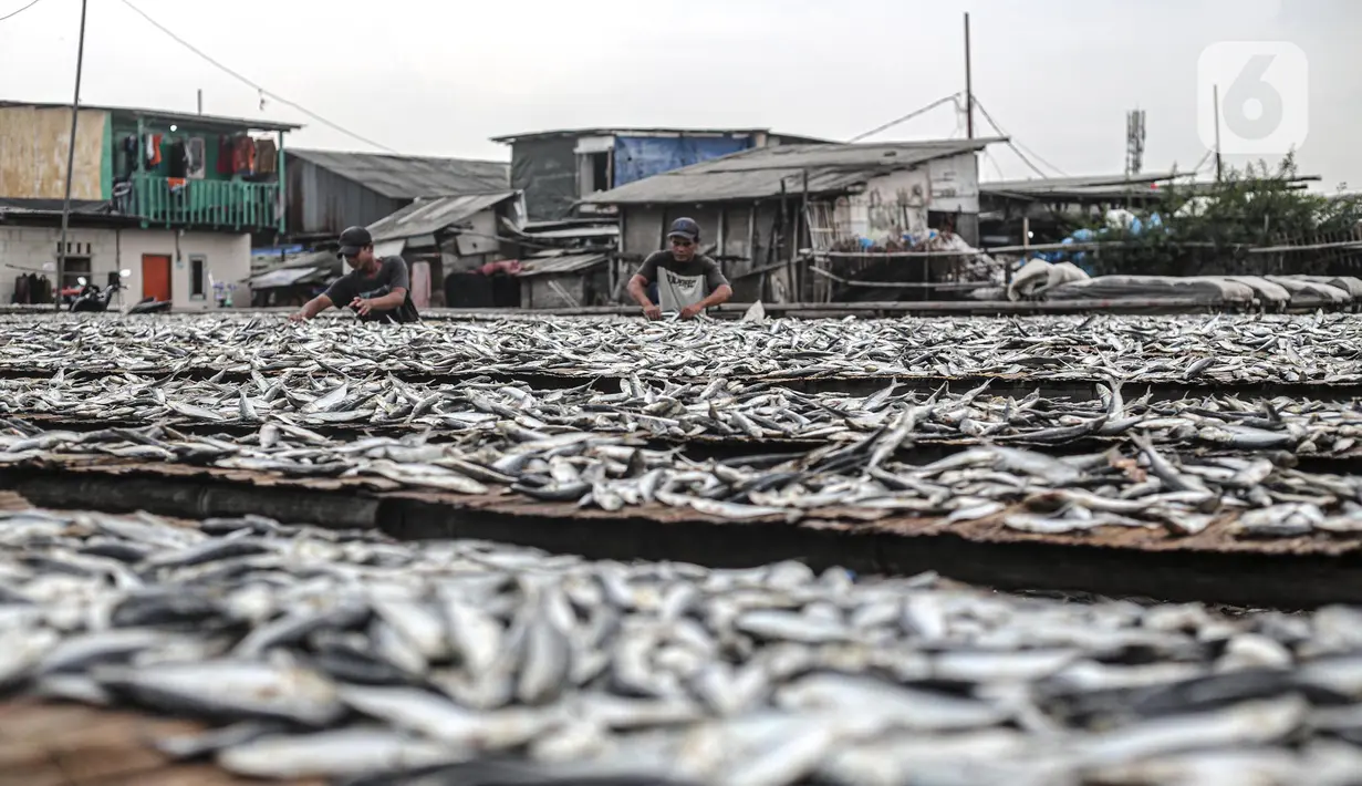 Pekerja menjemur ikan saat proses pengasinan di kawasan Muara Angke, Jakarta, Senin (26/12/2022). Nelayan mengaku produksi ikan asin di muara angke mengalami penurunan, disebabkan terhambatnya proses pengeringan di musim hujan. (Liputan6.com/Faizal Fanani)