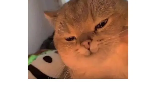 6 Pose Selfie Kucing Ini Bikin Gemes, Ekspresinya Lucu