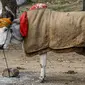 Seekor sapi ditutupi dengan karung goni dan selimut di kawasan lama New Delhi, India pada 21 Januari 2020. Hal tersebut dilakukan untuk melindungi sapi agar tetap hangat selama bulan-bulan musim dingin. (Photo by Sajjad HUSSAIN / AFP)