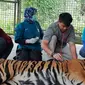 Inung Rio, harimau terjerat kawat baja diperiksa tim medis di Dharmasraya. (Liputan6.com/Dok BBKSDA/M Syukur)