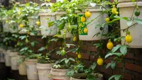 7 Tanaman Rambat yang Cocok Dibuat Kebun Gantung dari Ember Bekas, Hemat Lahan & Berbuah Lebat