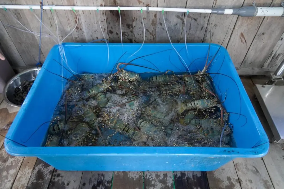 Pemerintah Indonesia melalui Kementerian Kelautan dan Perikanan (KKP) memperkuat kerja sama perikanan dengan Vietnam. Kerja sama ini dinilai membawa prospek cerah pada pengembangan budidaya lobster.