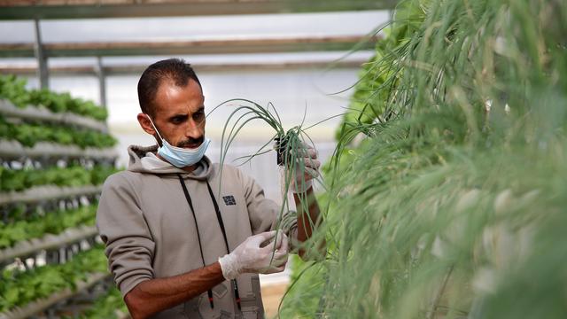 Ketahui Cara Menanam Hidroponik Sederhana di Rumah, Bercocok Tanam dengan Media Air