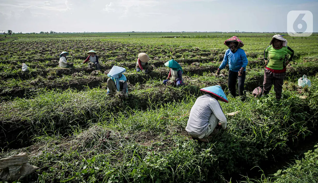 Petani bawang merah di Brebes mengeluhkan beberapa kebutuhan untuk produksi hingga akses jual hasil panen. Misalnya ketersediaan pupuk subsidi, air irigasi, bahan bakar minyak (BBM), dan pasar. (Liputan6.com/Faizal Fanani)