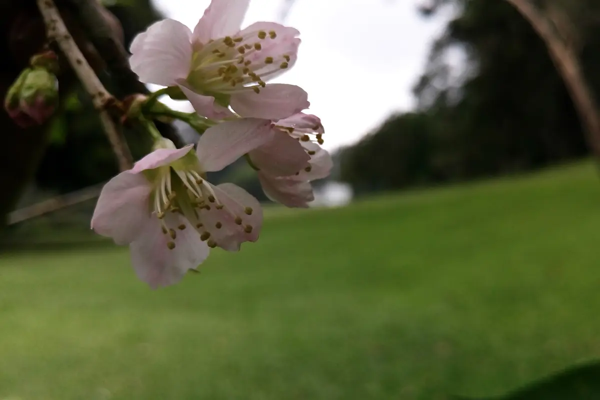 Bunga sakura