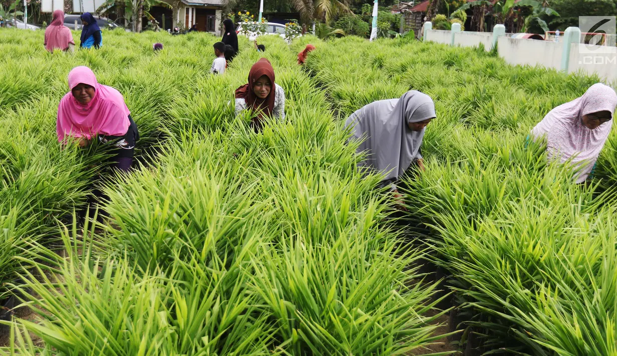 Suasana saat anggota KWT Mekar Wangi binaan program DMPA yang diinisiasi APP Sinarmas merawat tanaman jahe merah di Tanjung Jabung Barat, Jambi, Jumat (4/5). Program ini melibatkan 130 petani wanita setempat. (Liputan6.com/Angga Yuniar)