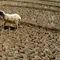 Adapun sektor yang paling terdampak dari fenomena El Nino adalah sektor pertanian, utamanya tanaman pangan semusim yang sangat mengandalkan air. Rendahnya curah hujan tentunya akan mengakibatkan lahan pertanian kekeringan dan dikhawatirkan akan mengalami gagal panen. (merdeka.com/Arie Basuki)