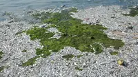 Ribuan ikan mati di sepanjang reklamasi pantai Ancol, Jakarta (30/11/2015). Ribuan ikan yang mati dan terdampar di pantai ini diduga akibat tercemar limbah industri. (Liputan6.com/Gempur M Surya)