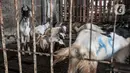 Sejumlah kambing yang dijual berada dalam kandang di Pasar Kambing, Tanah Abang, Jakarta, Selasa (6/7/2021). PPKM Darurat juga menyebabkan pengiriman hewan kurban dari luar kota terhambat sehingga stok kambing dan sapi terbatas. (merdeka.com/Iqbal S. Nugroho)