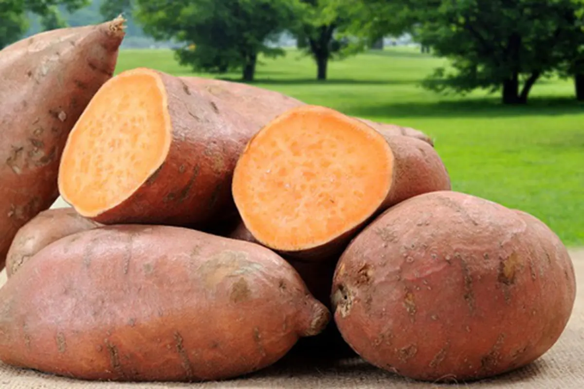Foto: copyright livescience.com