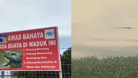 Penampakan buaya besar di areal DAM Duriangkang, Kota Batam, membuat heboh warga sekitar. (Liputan6.com/ Ajang Nurdin)