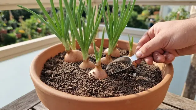 Cara Menanam Bawang Merah Tanpa Lahan Kebun