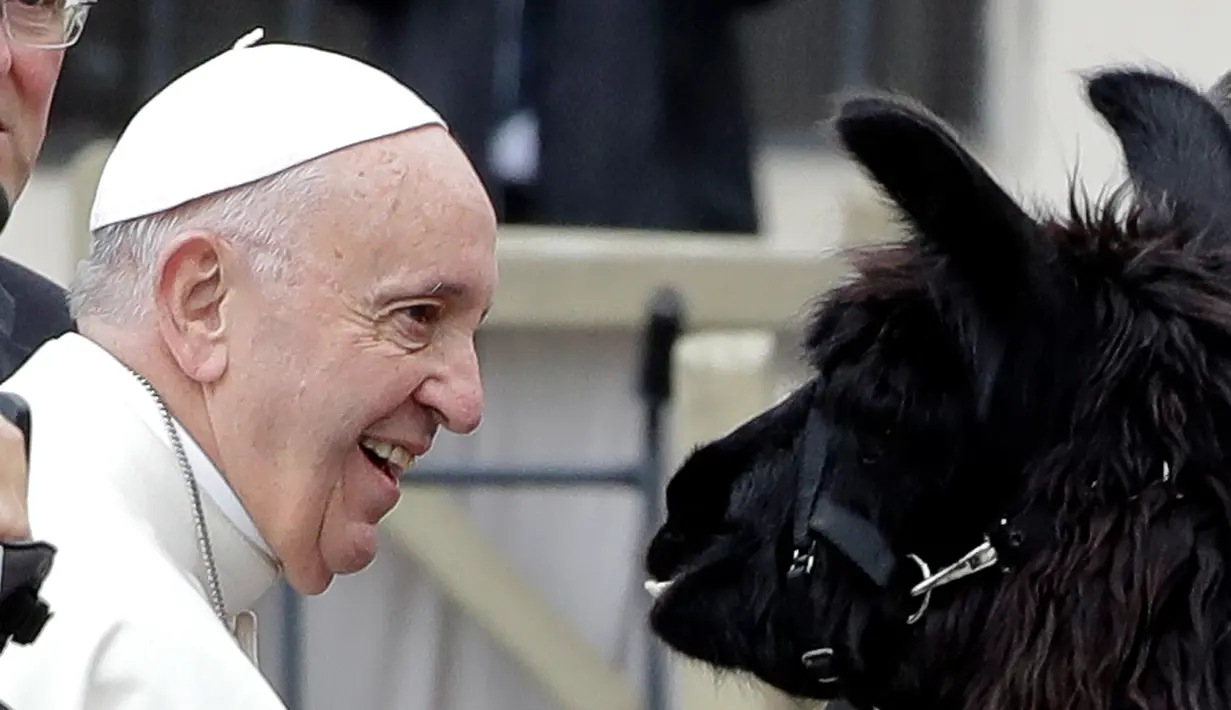 Paus Fransiskus tersenyum ketika melihat seekor llama di Lapangan Santo Petrus, Vatikan, Rabu (11/4). Tiga pria dari Tyrol Selatan di Italia Utara berjalan dengan tiga llama menuju Vatikan. (AP Photo/Andrew Medichini)