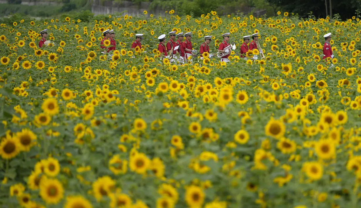 Anggota band militer berjalan melewati ladang bunga matahari di Paju, Korea Selatan, Jumat (23/6/2023). (AP Photo/Lee ​​Jin-man)