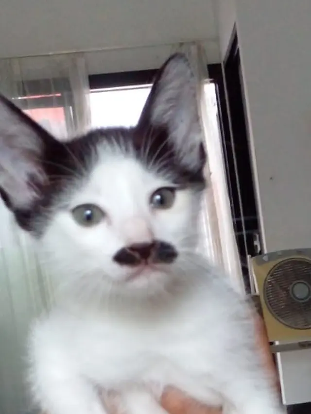 6 Potret Kucing Bak Punya Kumis Ini Curi Perhatian, Bikin Gemas