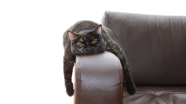 Ciri-ciri Kucing Stres