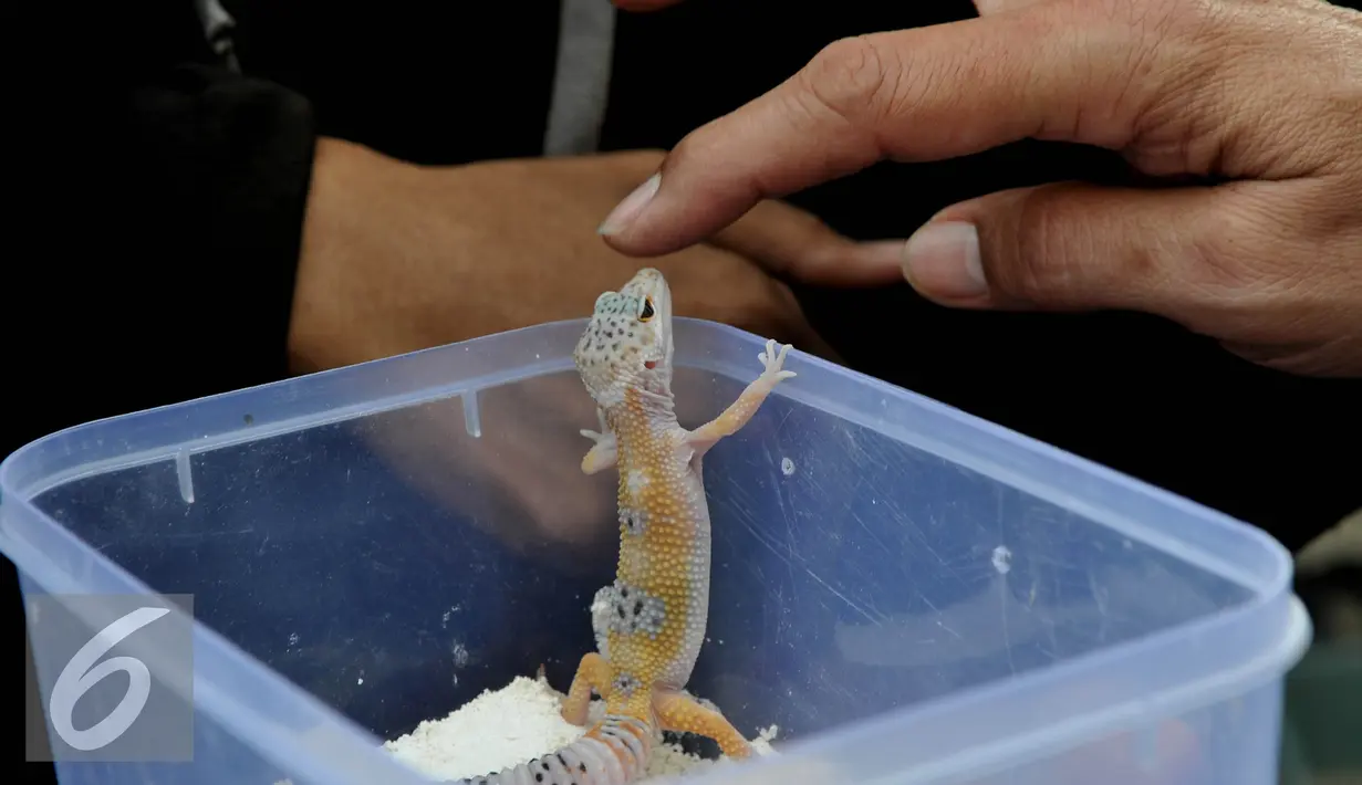 <p>Pencinta reptil yang tergabung dalam Reptile dan Amphibian Community menampilkan beberapa hewan reptil mereka di Car Free Day, Jakarta, Minggu (23/8/2015). Kehadiran mereka menarik perhatian warga yang sedang menikmati CFD. (Liputan6.com/Johan Tallo)</p>