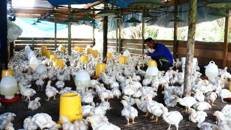 Narapidana beternak ayam di Lapas Bangkinang sebagai bekal menjelang bebas.