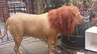 Anjing singa itu terihat bangga menjadi penjaga gerbang di depan rumah sang majikan, Foto-fotonya juga beredar di Twitter. (Daily Mail)