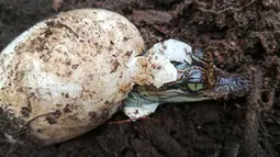 Lima sarang buaya siam ditemukan di Taman Nasional Cardamom, pada pertengahan Mei, demikian disampaikan oleh kementerian lingkungan hidup dan pertanian Kamboja dalam sebuah pernyataan bersama dengan kelompok konservasi Fauna and Flora. (Bros Pov / Conservation group Fauna and Flora / AFP)